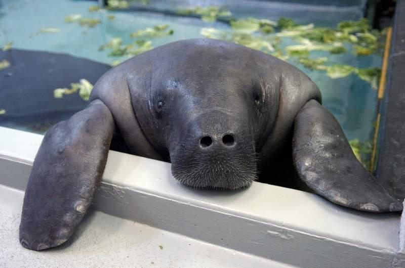 Image result for image of snooty the manatee