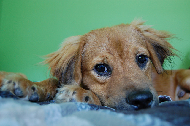 anxious pupster