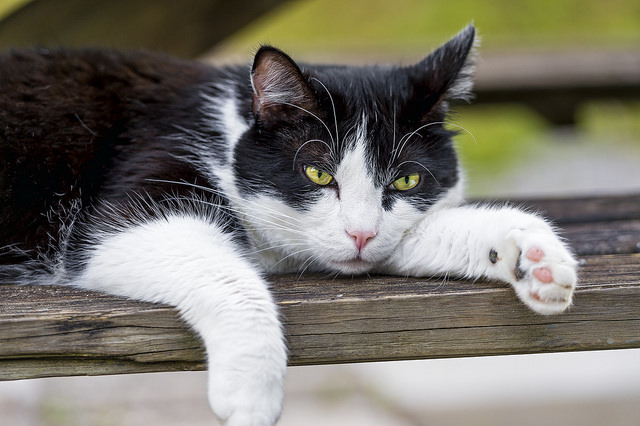 cat on a bench